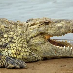 Alligator Dream Meanings & Interpretations
