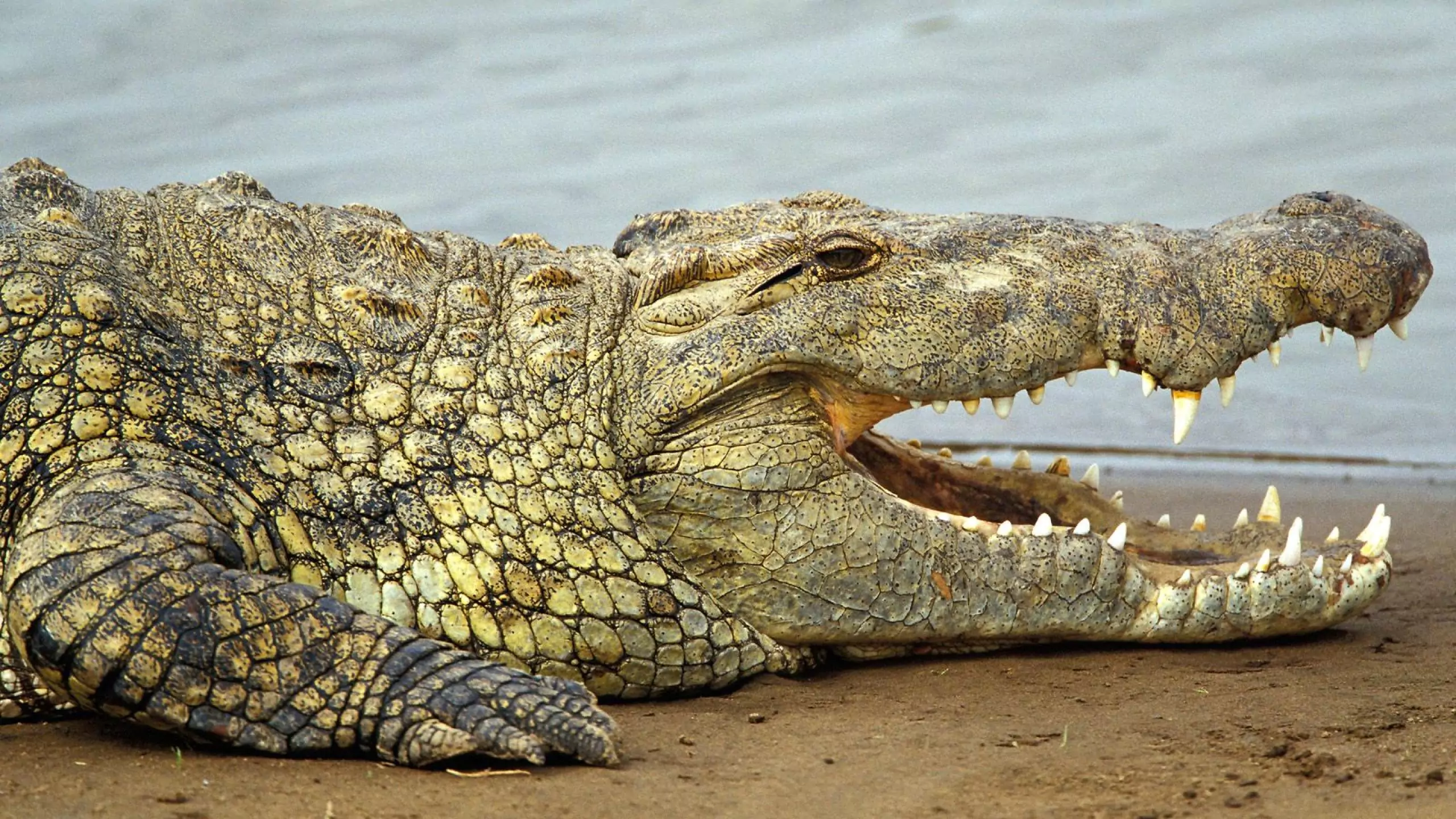 Alligator Dream Meanings & Interpretations