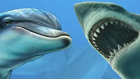 Dream about Shark And Dolphin
