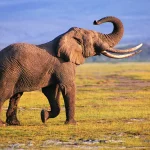 Elephant Dream Meaning: Symbolism, Astrology & More