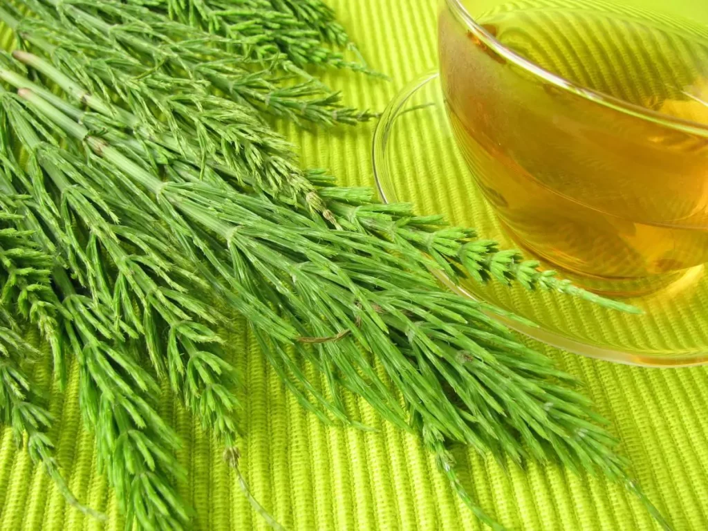 Harnessing the Potential of Horsetail Tea for Healthy Hair Growth