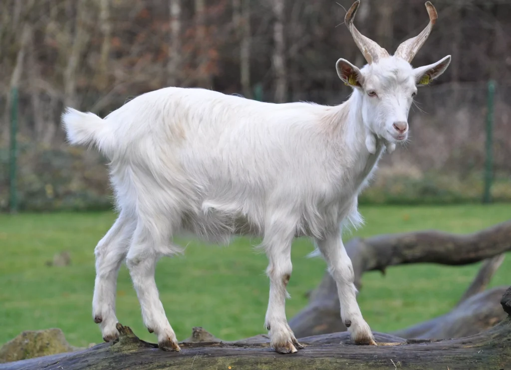 Most Common Goat Dream Meanings And Interpretations