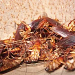 To Dream of Dead Cockroach: Dry, Crushed, Giant, in The Food And More!