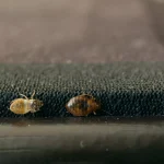 What Does it Mean to Dream About Bed Bugs